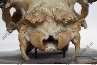 Photo Textures of Mouflon Skull 